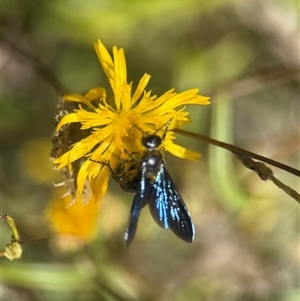 Austroscolia soror (Blue Flower Wasp) at Yarralumla, ACT - 17 Feb 2025 by PeterA