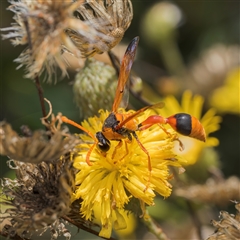 Delta bicinctum (Potter wasp) at Yarralumla, ACT - 16 Feb 2025 by Gallpix