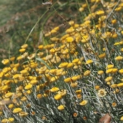 Coronidium monticola (Mountain Button Everlasting) at Cotter River, ACT - 3 Feb 2025 by RAllen