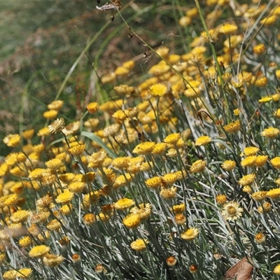 Coronidium monticola (Mountain Button Everlasting) at Cotter River, ACT - 3 Feb 2025 by RAllen