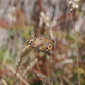 Junonia villida at Cotter River, ACT - 3 Feb 2025 by RAllen