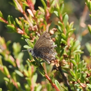 Neolucia hobartensis at Cotter River, ACT - 3 Feb 2025 by RAllen