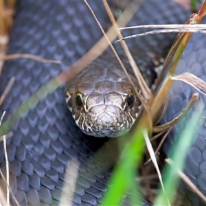 Austrelaps ramsayi (Highlands Copperhead) at Thredbo, NSW - 11 Feb 2025 by jb2602