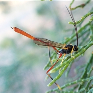 Heteropelma scaposum (Two-toned caterpillar parasite wasp) at Cook, ACT - 3 Feb 2025 by CathB