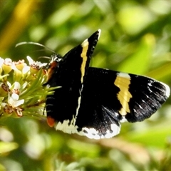 Eutrichopidia latinus (Yellow-banded Day-moth) at Aranda, ACT - 17 Feb 2025 by KMcCue