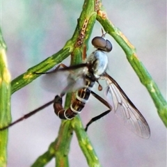 Therevidae (family) (Unidentified stiletto fly) at Cook, ACT - 3 Feb 2025 by CathB