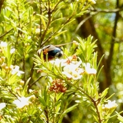 Unidentified True fly (Diptera) at Aranda, ACT - 16 Feb 2025 by KMcCue