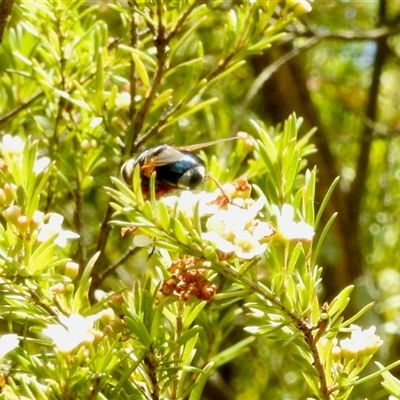 Unidentified True fly (Diptera) at Aranda, ACT - 16 Feb 2025 by KMcCue