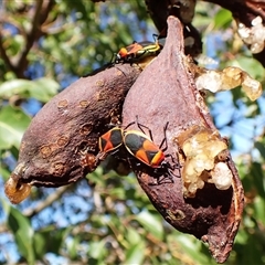 Dindymus versicolor (Harlequin Bug) at Cook, ACT - 16 Feb 2025 by CathB