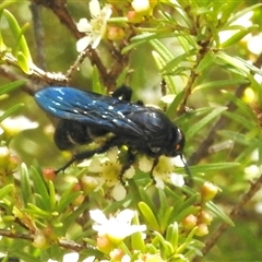 Scoliidae (family) (Unidentified Hairy Flower Wasp) at Aranda, ACT - 17 Feb 2025 by KMcCue