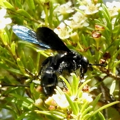 Scoliidae (family) at Aranda, ACT - 17 Feb 2025 12:32 PM