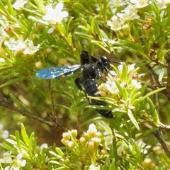 Scoliidae (family) at Aranda, ACT - 17 Feb 2025 12:32 PM