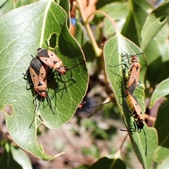 Dysdercus sidae (Pale Cotton Stainer) at Cook, ACT - 16 Feb 2025 by CathB