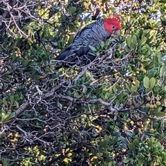 Callocephalon fimbriatum (Gang-gang Cockatoo) at Watson, ACT - 11 Feb 2025 by abread111