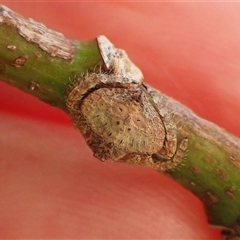 Dolophones sp. (genus) at Cook, ACT - 4 Feb 2025 08:10 AM