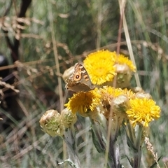 Junonia villida (Meadow Argus) at Cotter River, ACT - 3 Feb 2025 by RAllen