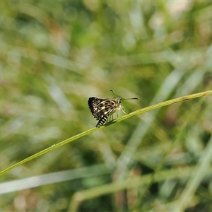 Hesperilla munionga at Cotter River, ACT - 3 Feb 2025 by RAllen