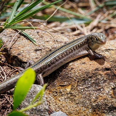 Unidentified Skink - 13 Feb 2025 by Unseen6th