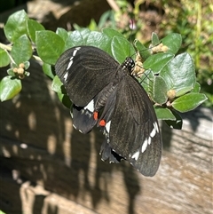 Papilio aegeus (Orchard Swallowtail, Large Citrus Butterfly) at Kambah, ACT - 17 Feb 2025 by LineMarie