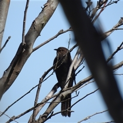 Cacomantis flabelliformis (Fan-tailed Cuckoo) at Tinderry, NSW - 17 Feb 2025 by danswell