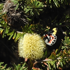 Delias harpalyce (Imperial Jezebel) at Tinderry, NSW - Yesterday by danswell