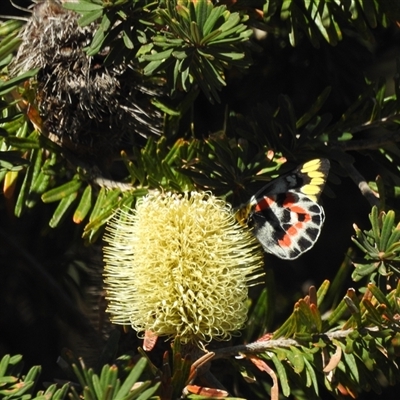 Delias harpalyce (Imperial Jezebel) at Tinderry, NSW - 17 Feb 2025 by danswell