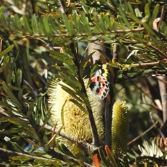 Delias harpalyce at Tinderry, NSW - 17 Feb 2025 11:10 AM