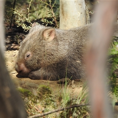 Vombatus ursinus (Common wombat, Bare-nosed Wombat) at Tinderry, NSW - 17 Feb 2025 by danswell