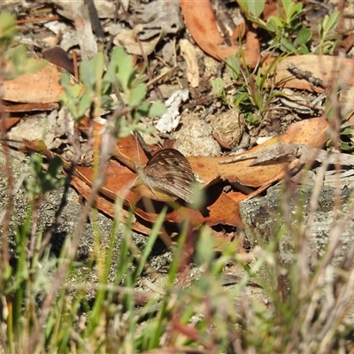 Geitoneura klugii (Marbled Xenica) at Tinderry, NSW - 17 Feb 2025 by danswell