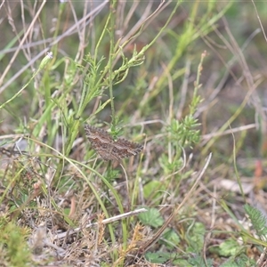 Unidentified Butterfly (Lepidoptera, Rhopalocera) at Tinderry, NSW - Yesterday by danswell