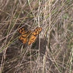 Heteronympha penelope (Shouldered Brown) at Tinderry, NSW - 17 Feb 2025 by danswell