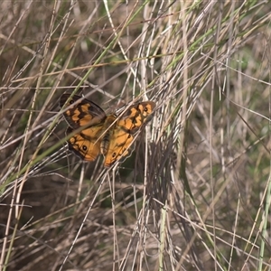 Unidentified Butterfly (Lepidoptera, Rhopalocera) at Tinderry, NSW - Yesterday by danswell