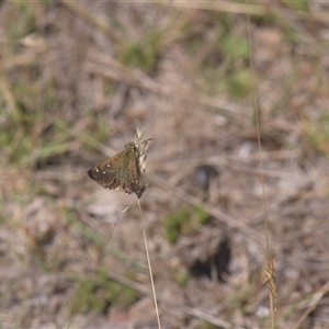 Unidentified Butterfly (Lepidoptera, Rhopalocera) at Tinderry, NSW - Yesterday by danswell