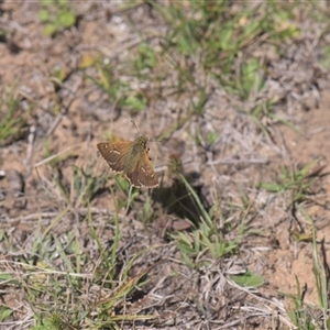 Unidentified Butterfly (Lepidoptera, Rhopalocera) at Tinderry, NSW - Yesterday by danswell