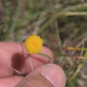 Unidentified Other Wildflower or Herb at Tinderry, NSW - Yesterday by danswell