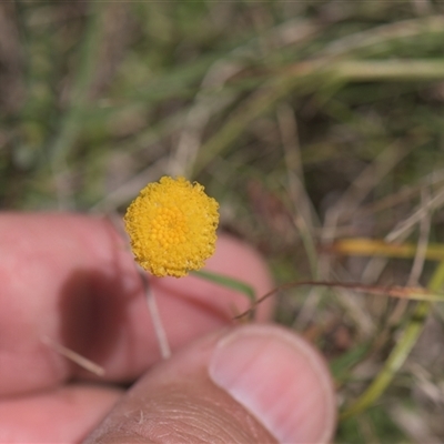 Leptorhynchos squamatus (Scaly Buttons) at Tinderry, NSW - 17 Feb 2025 by danswell