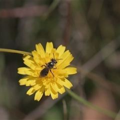 Lasioglossum (Chilalictus) sp. (genus & subgenus) (Halictid bee) at Tinderry, NSW - 17 Feb 2025 by danswell