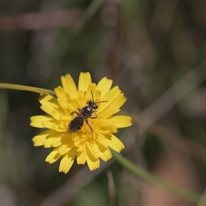 Lasioglossum (Chilalictus) sp. (genus & subgenus) (Halictid bee) at Tinderry, NSW - 17 Feb 2025 by danswell