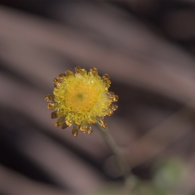 Coronidium monticola (Mountain Button Everlasting) at Tinderry, NSW - 17 Feb 2025 by danswell