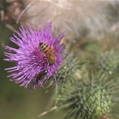 Apis mellifera (European honey bee) at Tinderry, NSW - 17 Feb 2025 by danswell