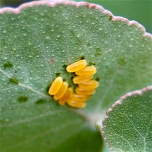 Paropsini sp. (tribe) (Unidentified paropsine leaf beetle) at Hackett, ACT - Yesterday by Hejor1