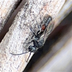 Mutillidae (family) (Unidentified Mutillid wasp or velvet ant) at Hackett, ACT - 16 Feb 2025 by Hejor1