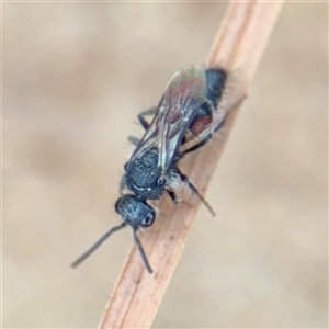 Mutillidae (family) (Unidentified Mutillid wasp or velvet ant) at Hackett, ACT - 16 Feb 2025 by Hejor1