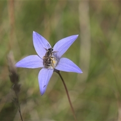 Lasioglossum (Chilalictus) sp. (genus & subgenus) (Halictid bee) at Tinderry, NSW - 17 Feb 2025 by danswell