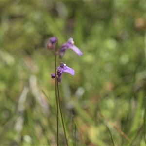 Utricularia dichotoma (Fairy Aprons, Purple Bladderwort) at Tinderry, NSW - Yesterday by danswell