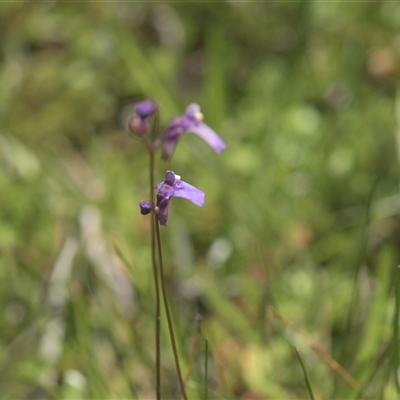 Utricularia dichotoma (Fairy Aprons, Purple Bladderwort) at Tinderry, NSW - 17 Feb 2025 by danswell