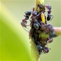 Iridomyrmex rufoniger (Tufted Tyrant Ant) at Hackett, ACT - 16 Feb 2025 by Hejor1