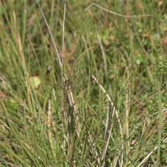 Nannophya dalei (Eastern Pygmyfly) at Tinderry, NSW - 17 Feb 2025 by danswell