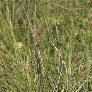 Nannophya dalei (Eastern Pygmyfly) at Tinderry, NSW - Today by danswell