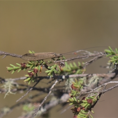 Trichoptera (order) (Unidentified Caddisfly) at Tinderry, NSW - 17 Feb 2025 by danswell